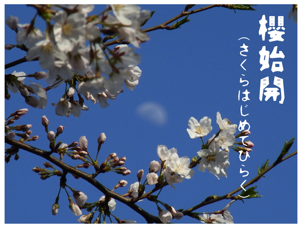 桜初めて咲くR0161935.jpg