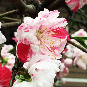 斑入り桜.jpg