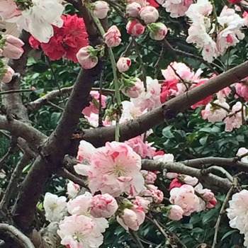 斑入り桜２.jpg
