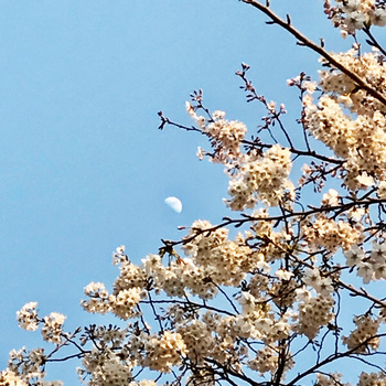 月と桜.jpg
