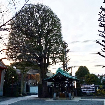 氷川神社.jpg