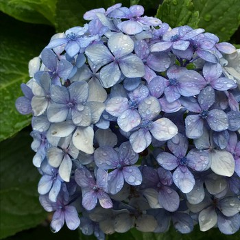 青い紫陽花6743.jpg