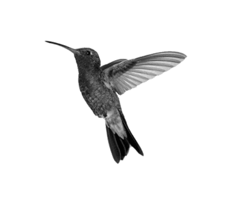 Hummingbird-m.gif